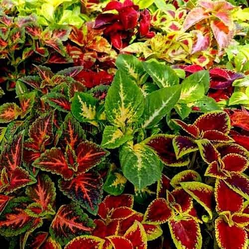 coleus mix summer flowers seeds