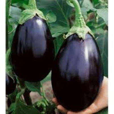 Round Brinjal (Eggplant) Desi Summer Vegetable Seeds - Image 2